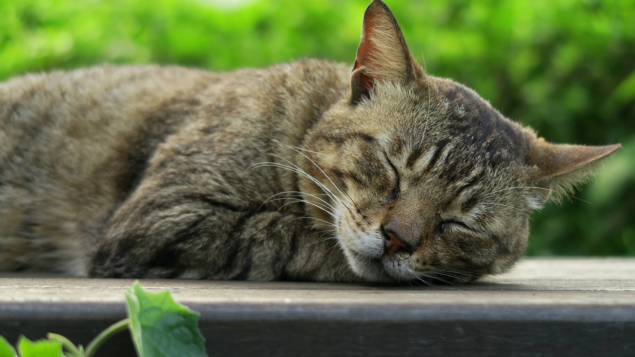 王欣瑜再现猫咪狩猎的艺术风采