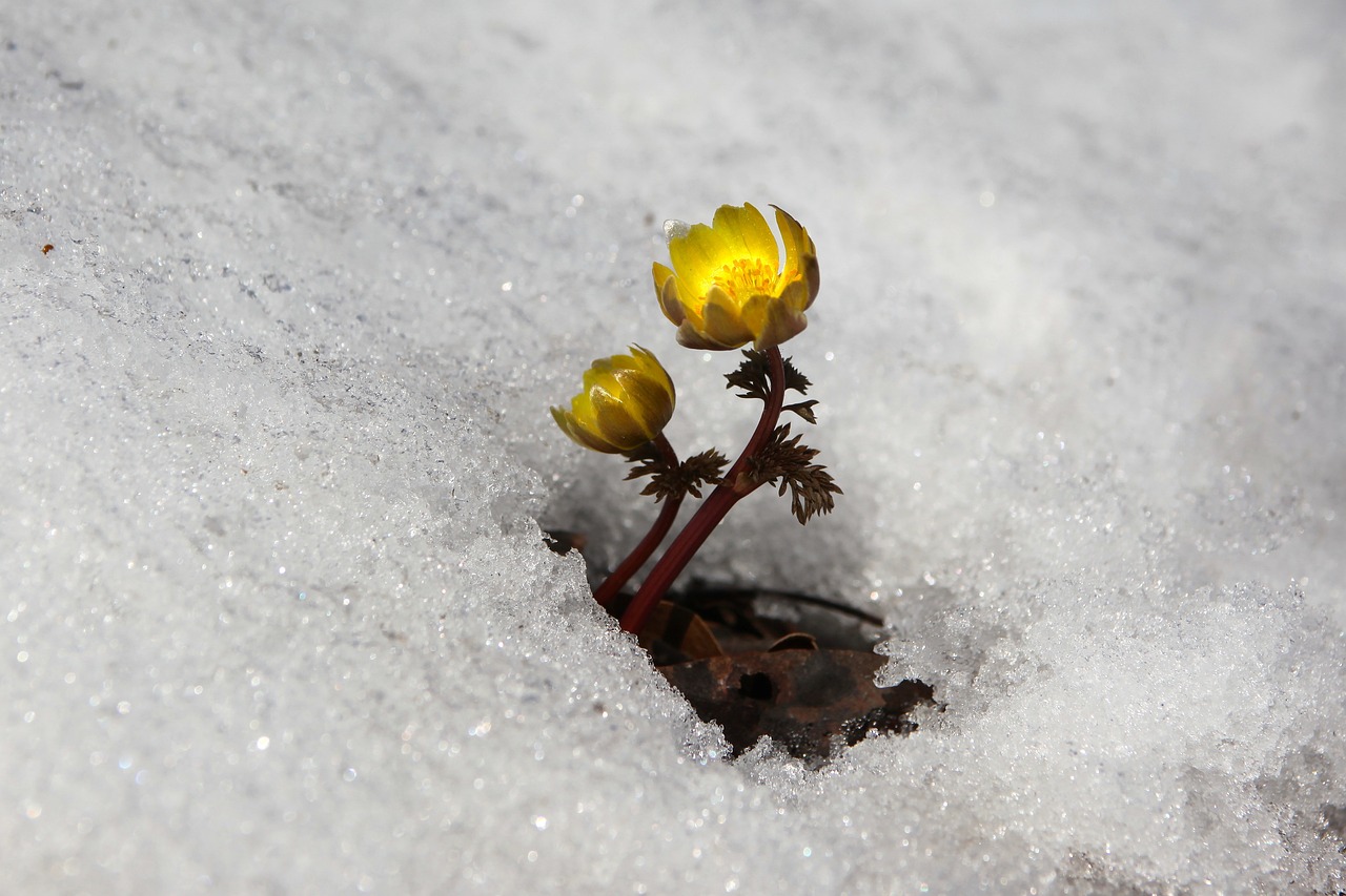 雪花的闪光，探索冬季自然界的光影奇迹