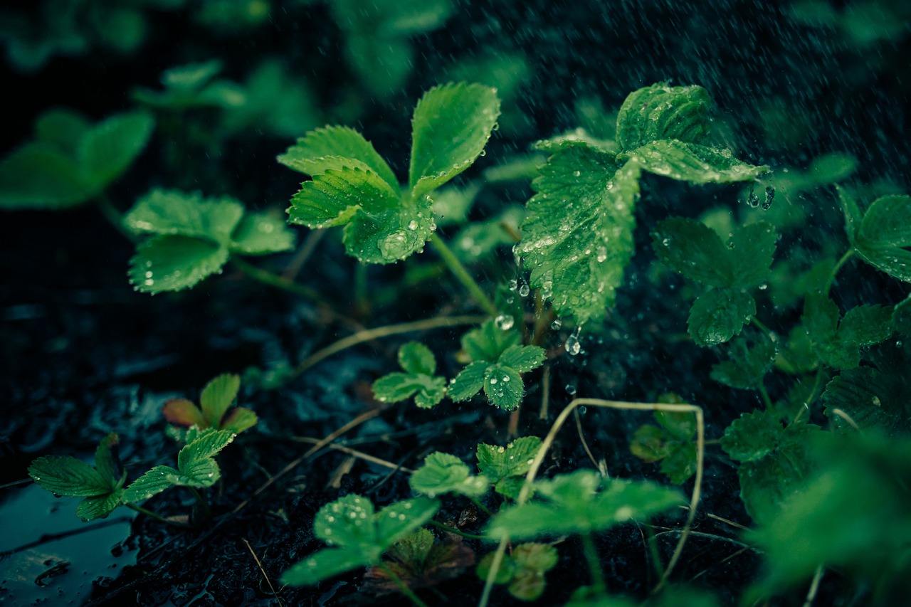 谷雨时节，春末的雨与农耕文化的交融