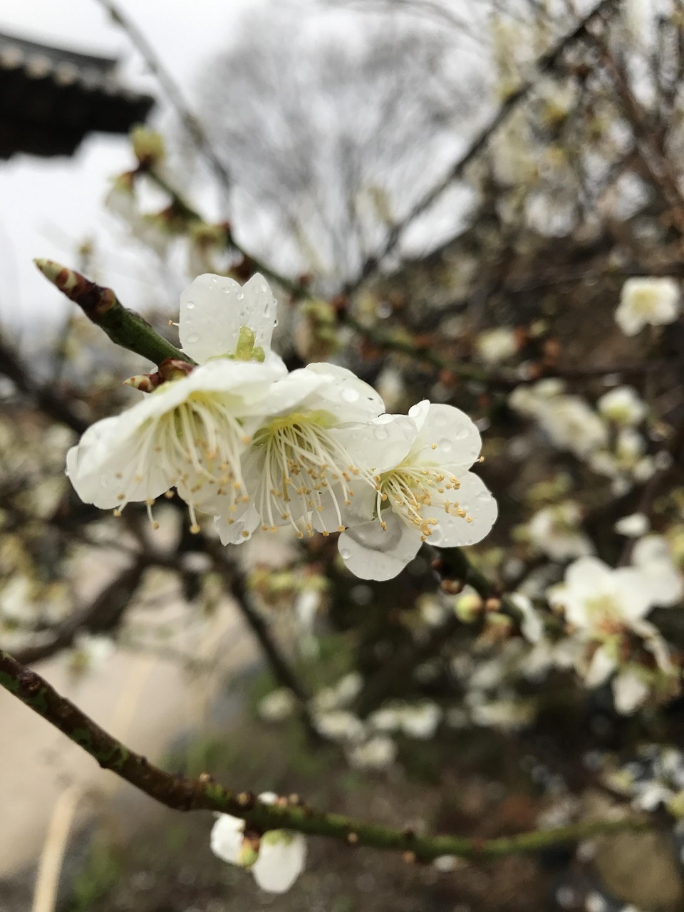 春意盎然，缅怀先人，清明节假期安排全攻略