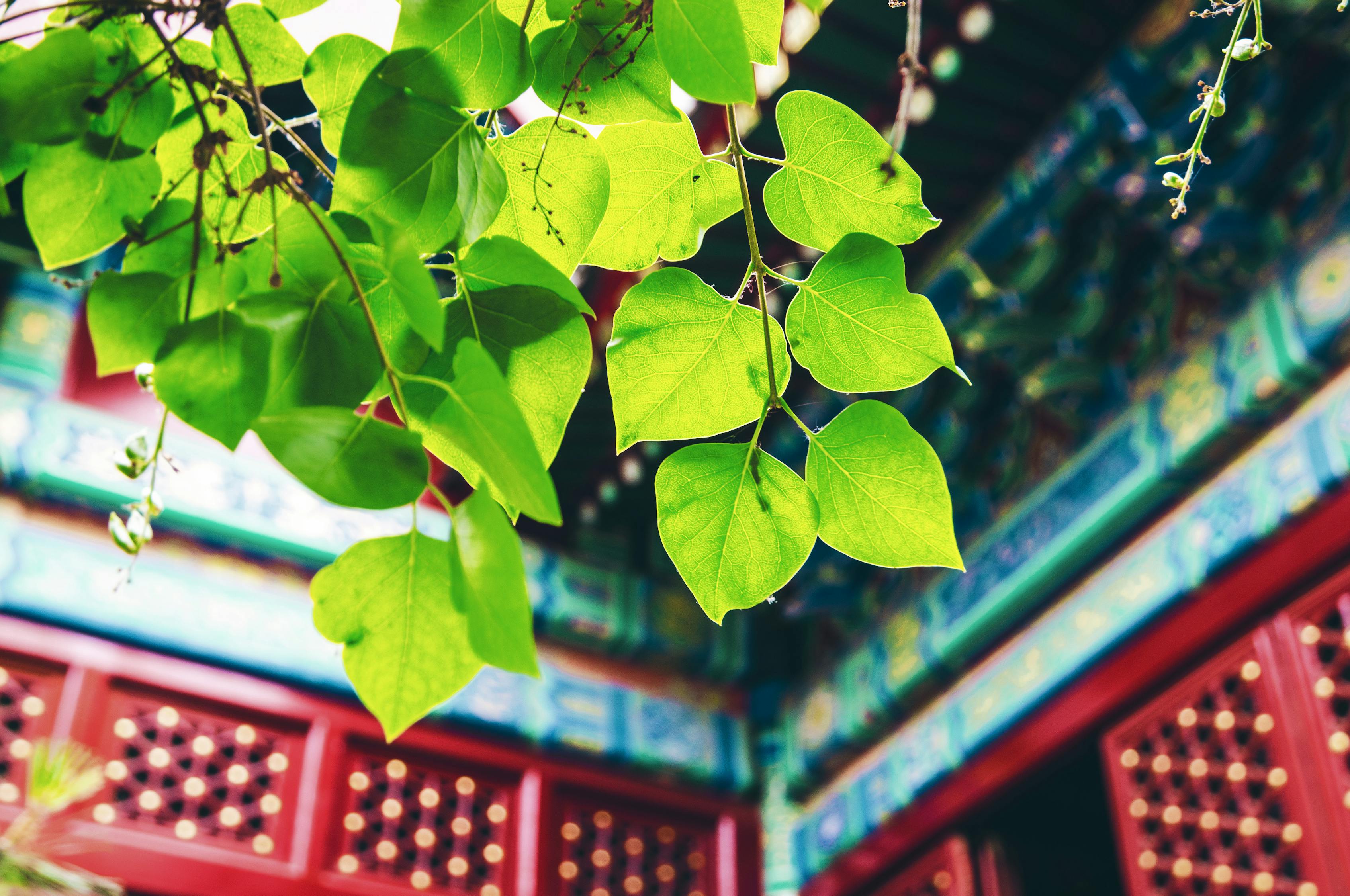 绿色出行，从我做起，北京限号规定全解析