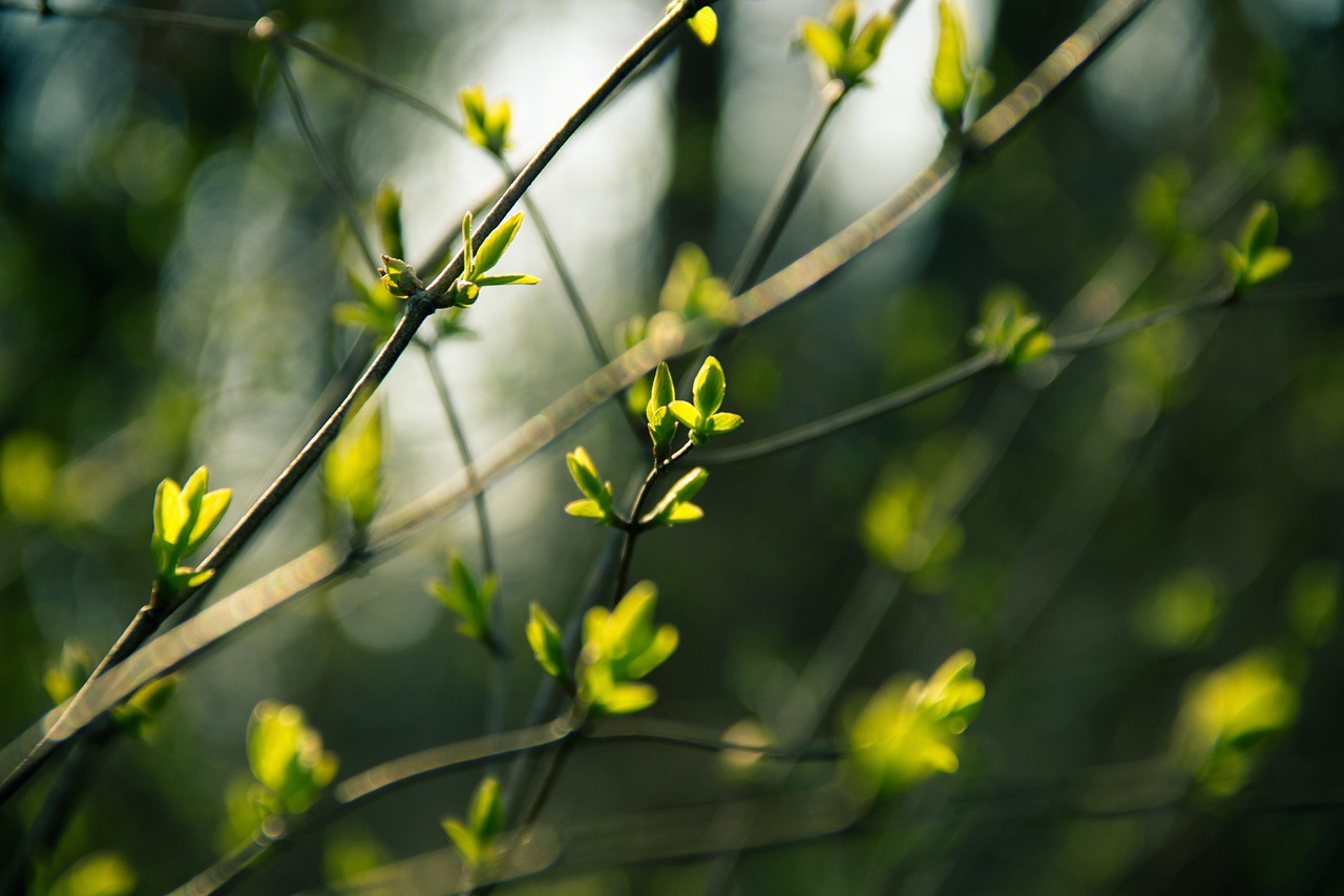 谷雨时节，春末夏初的自然交响曲